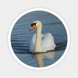 Mute Swan Swimming in the Harbor Magnet